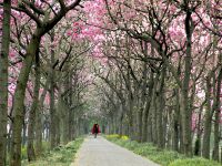花路