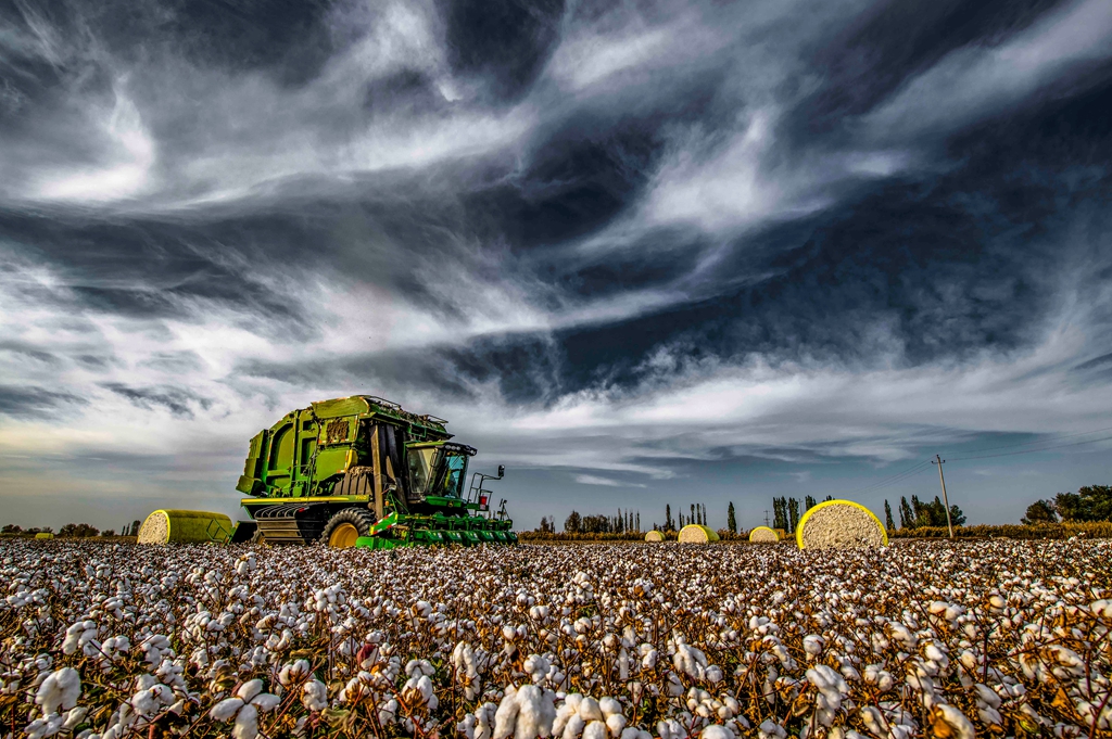 《机采棉》新疆 杨建发摄