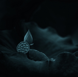 《  新 荷  》