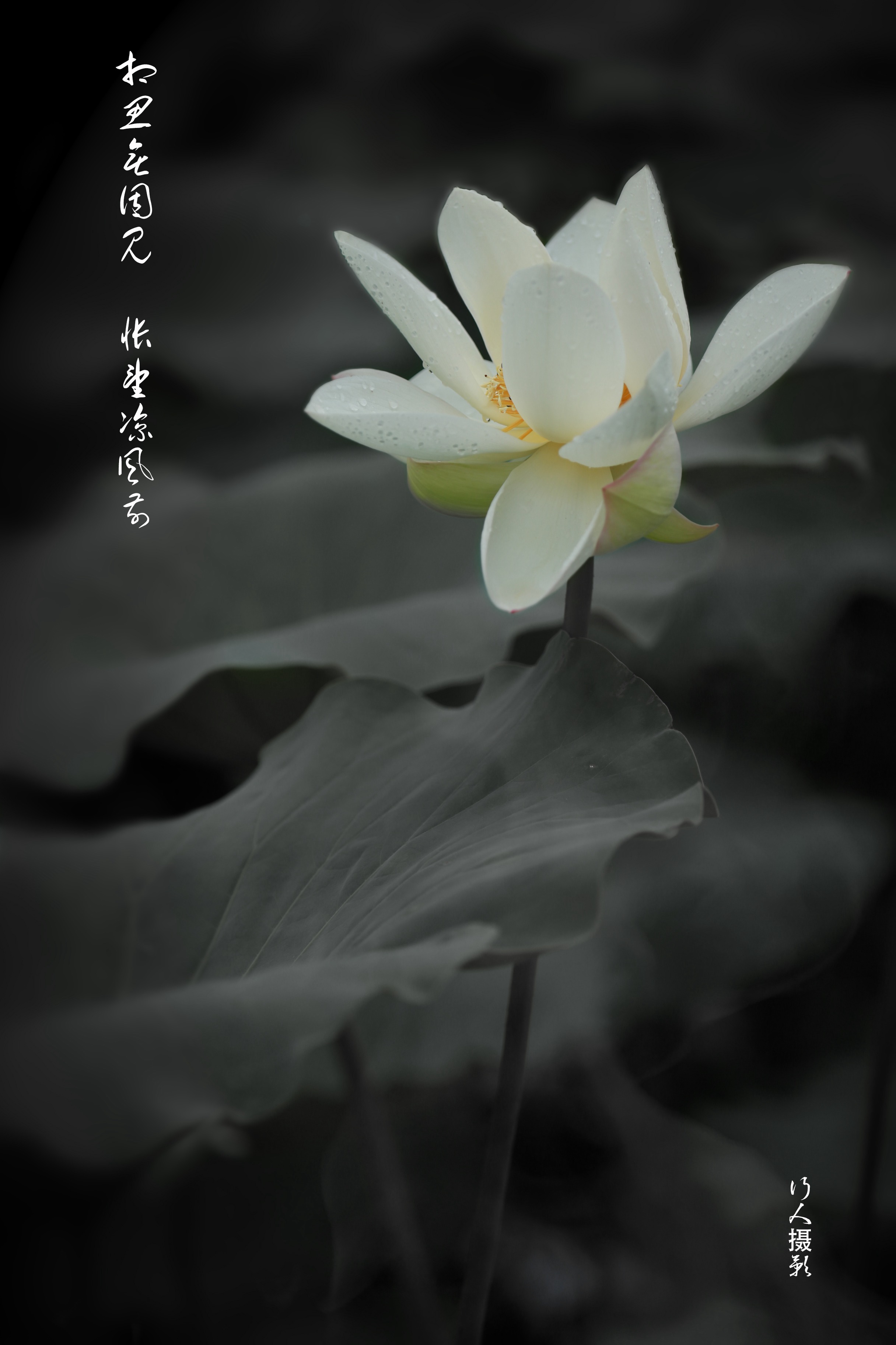 百年老酒坊