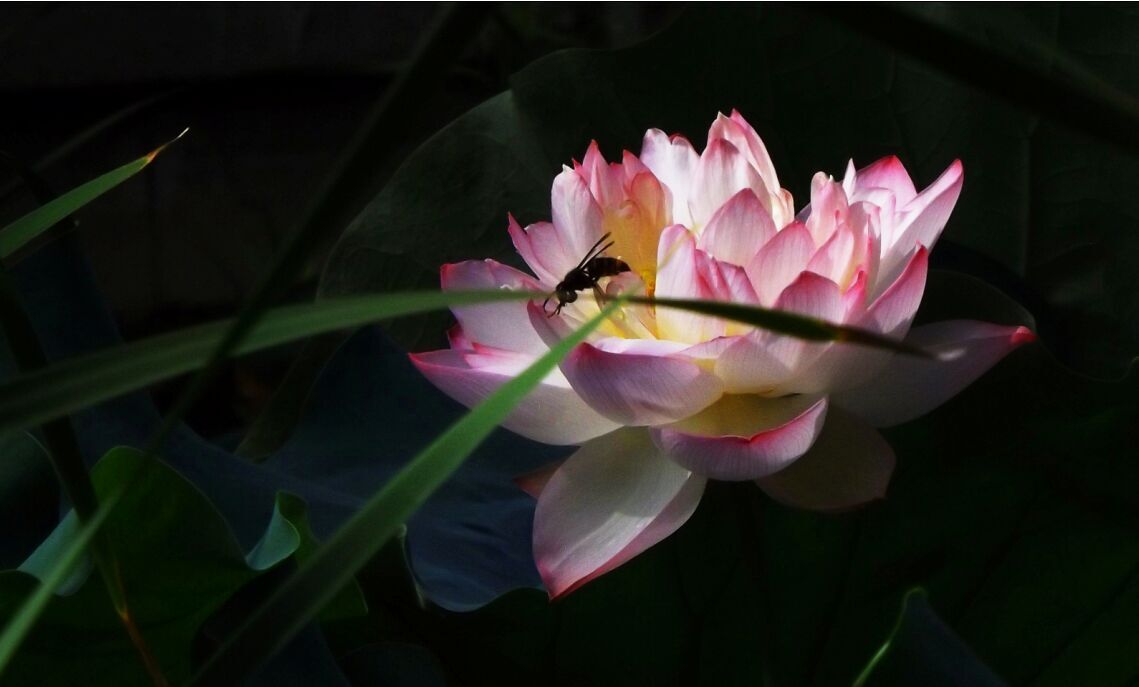 百年老酒坊