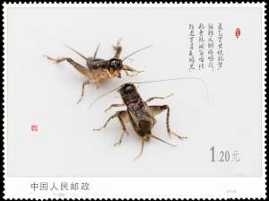 斗蟋蟀