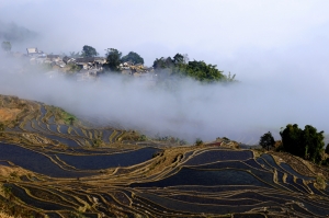 山寨云雾