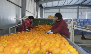 《柑桔选果机》
