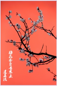 梅花香自苦寒来