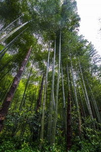 南山竹海