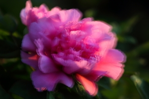 花儿