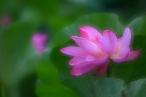 荷