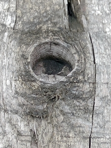 眼