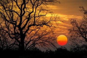 《柿林夕阳》