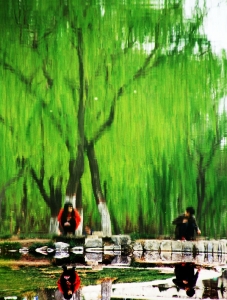 垂柳