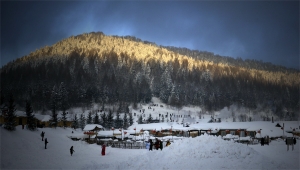 光照山林