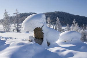 梦境中的雪蘑菇