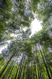 竹林