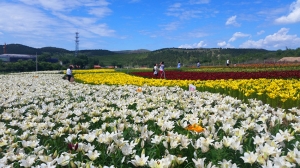 百合花开美