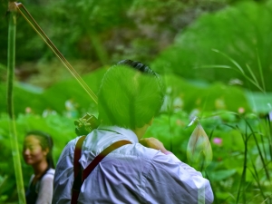 荷花飘香