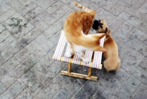 嬉闹