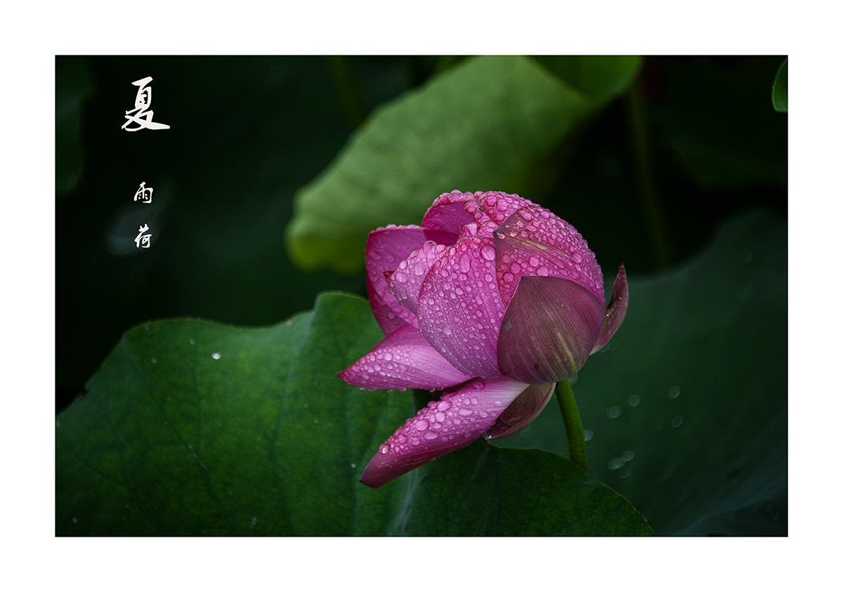 百年老酒坊