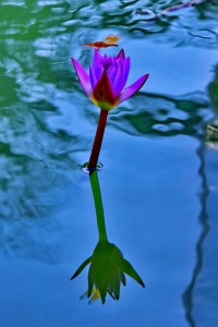 相恋