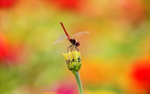 芭蕾