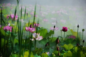 此花此叶长相映