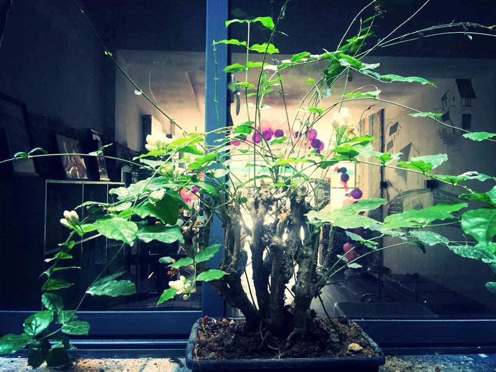 百年老酒坊
