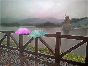 雨中的花雨伞