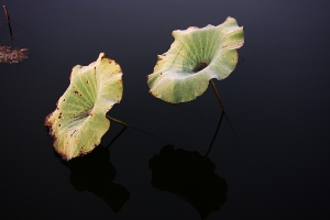残荷3