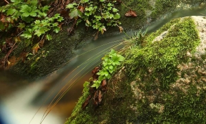 溪水留情