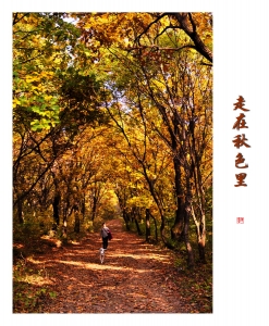 走在秋色里