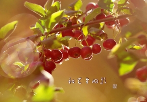 秋天里的歌
