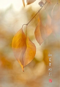 秋天里的歌（2）