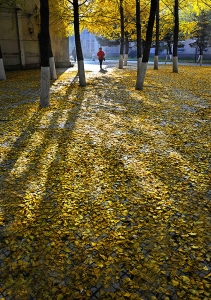 满地黄金甲