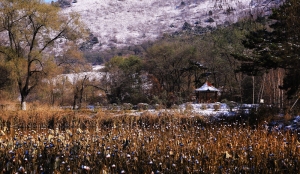残  荷  初  雪