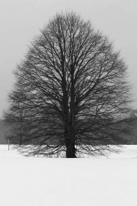 雪后