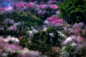 花海畅游