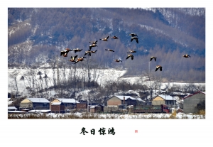 冬日惊鸿