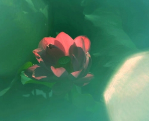 荷......