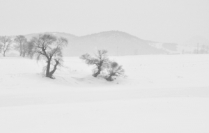 洁白的雪