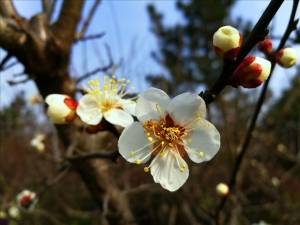 山寺桃花始盛开