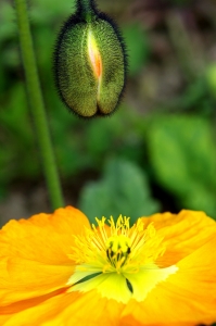 花语