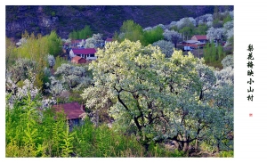 梨花掩映小山村