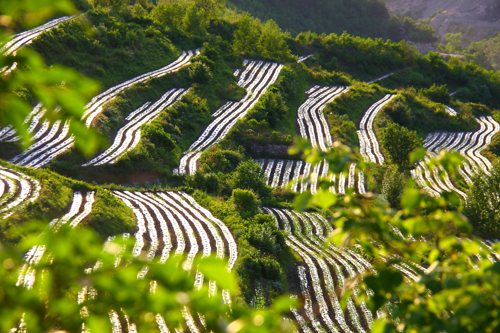 百年老酒坊