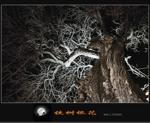 铁树银花