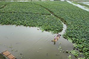 小小竹排荷中游