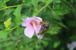 蝉恋花