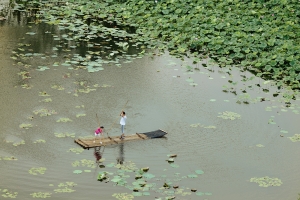 荷荡情歌