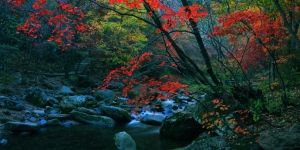碧水绕石，红枫流丹