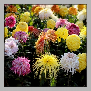 菊花