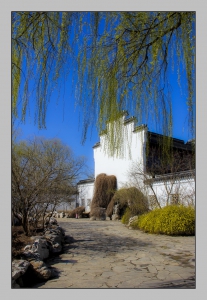 青青杨柳枝